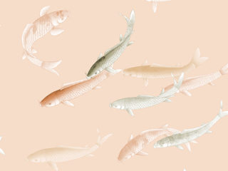 Zen Collection-Fish