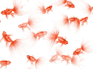 Xanadu Collection-Goldfish Treasures